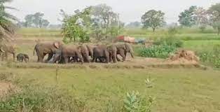 हाथियों का दल