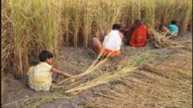 धान कटाई कराने का मामला
