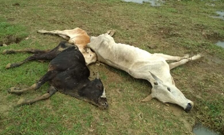 गोठान में मृत गायों