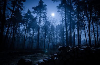 रात में जंगल